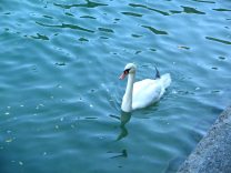 Zurich, Whre (Water channels), swimming
                        swan in Limmat River, who is gazing after a
                        duck