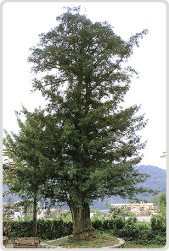 Muskatnussbaum