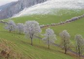 Kirschbaumblte in Basel-Land Ulmethhe mit
                  Schnee