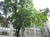 St. Gallen: Neugasse Baum, Brunnen und
                        Sitzgruppe 01