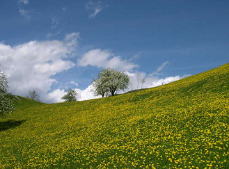 cherli (little acre) in Giswil in
                          spring