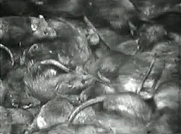Ratten im Film
                              "Der ewige Jude", 18min. 15sek.