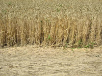 Kornkreisrand mit gebogenem und stehendem
                          Weizen