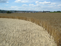 Kornkreis-Panorama, Blick auf Payerne