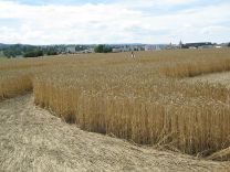 Kornkreis-Panorama, Sicht auf Payerne